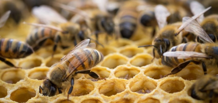3^ edizione di Miele in Cooperativa: Miele di Qualità e Varroa