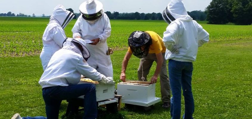[Iscrizioni Aperte] Corso di apicoltura a Terni Umbria
